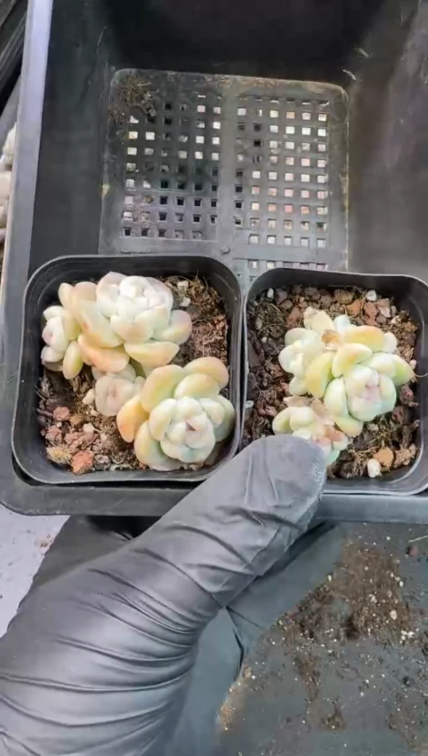 【闪购商品】79号到手1框--江北一物一拍