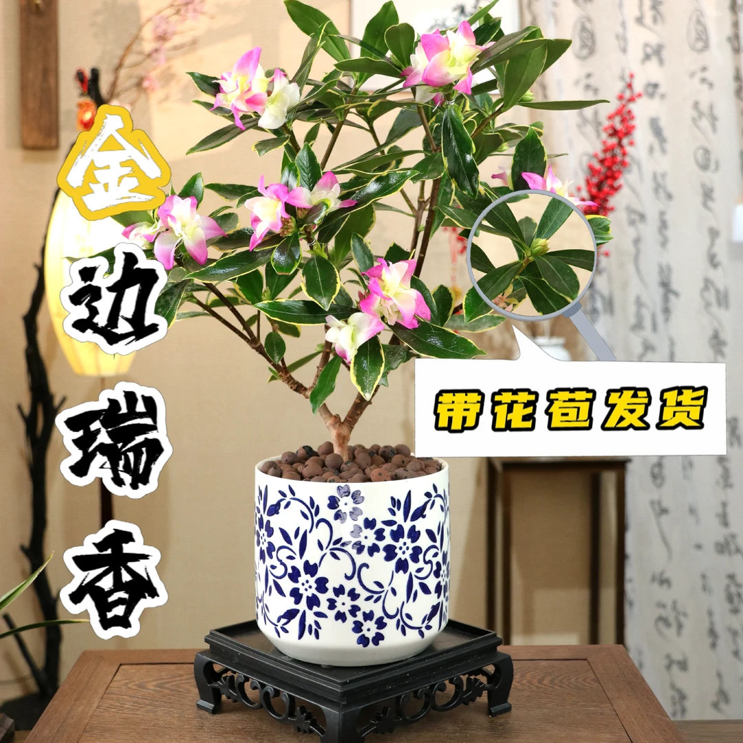 金边瑞香盆栽老桩耐寒植物阳台庭院懒人好养观花花卉绿植盆栽盆景