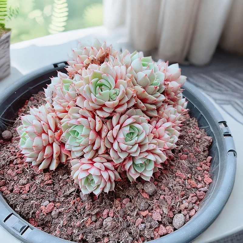 【开播福利】23# 黑圆盆手捧群生苯巴蒂斯精品老桩多肉