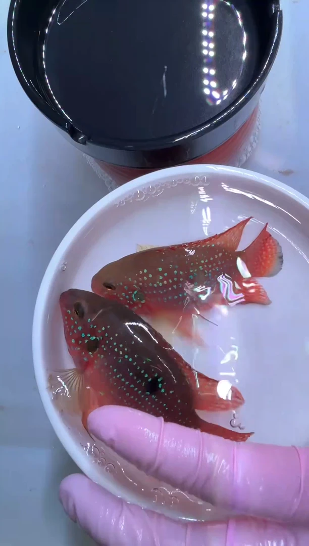 红宝石鱼红宝石球1对