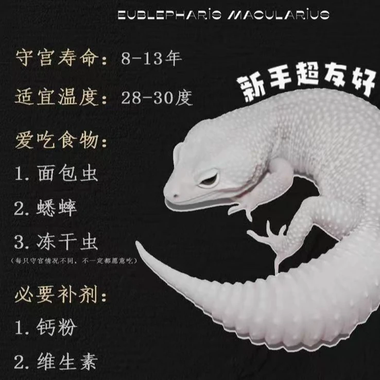 豹纹守宫入门温顺可爱适合桌面饲养的爬宠