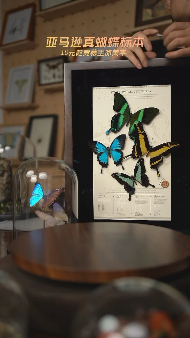 有机玻璃酷*蝴蝶标本三凤蝶