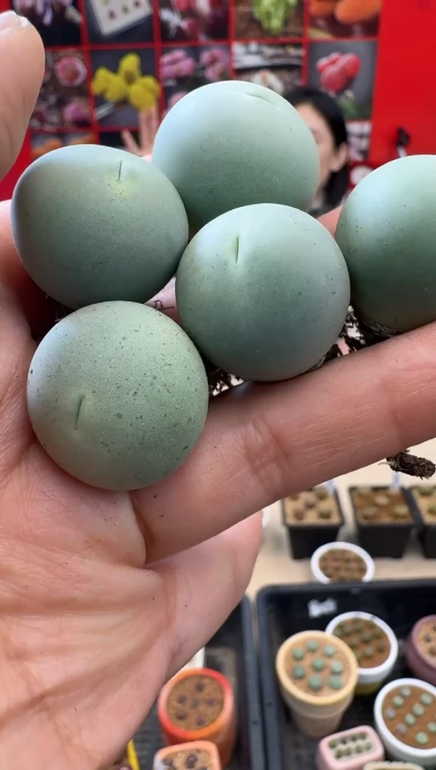 【闪购商品】19-79鸽子蛋一颗