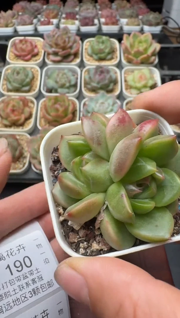 189N带盆土发(5.5cm杯） 当场拍3颗以上包柚 多肉植物