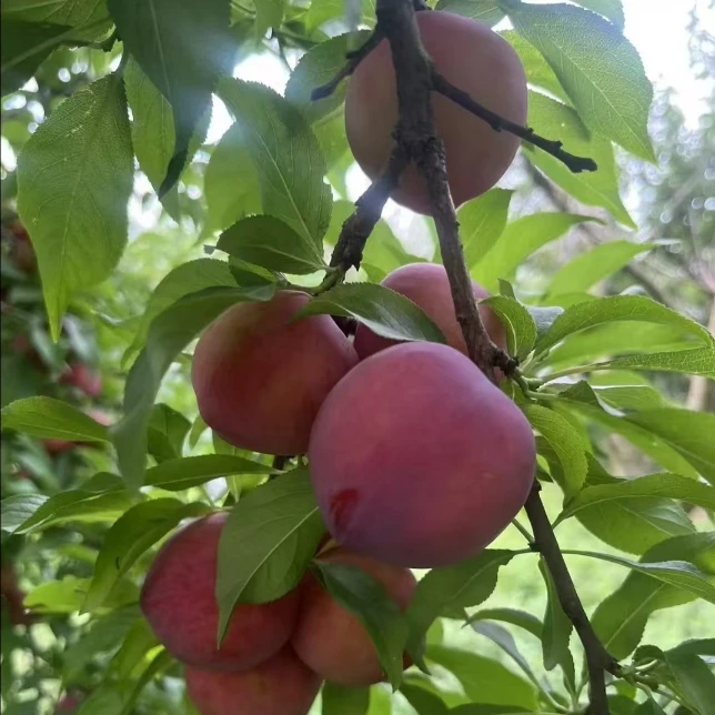 李子早富贵湖北应季水果现采现摘软糯多汁