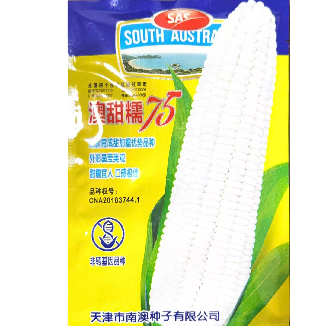 澳甜糯75玉米 白粘甜糯