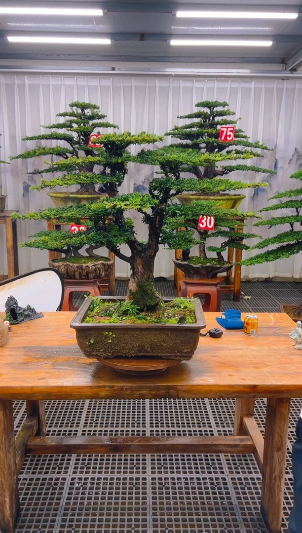 无花朵人*！精品盆景直播间一物一拍