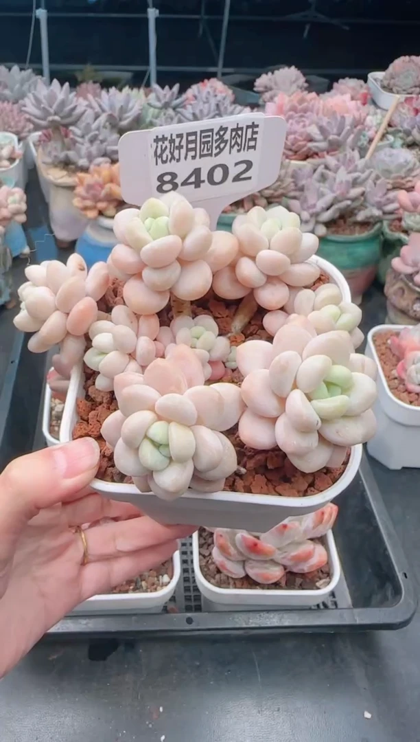 【闪购商品】8402.