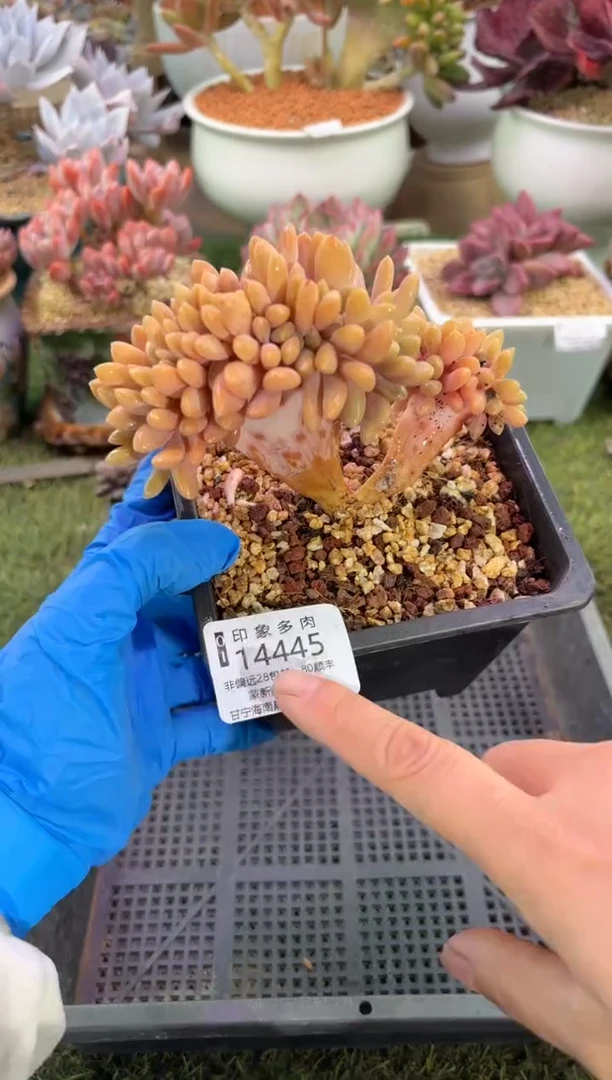 【闪购商品】14445