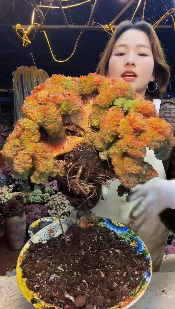 平***人白胖子缀一物一拍