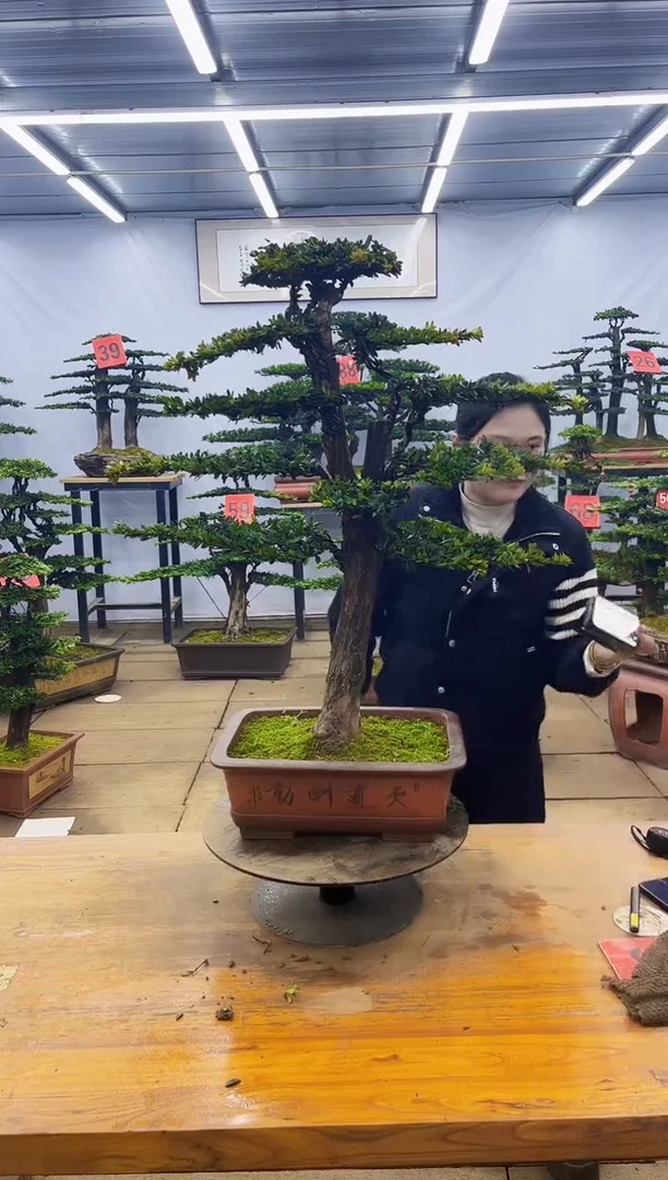 【闪购商品】高端盆景一物一拍，所见即所得