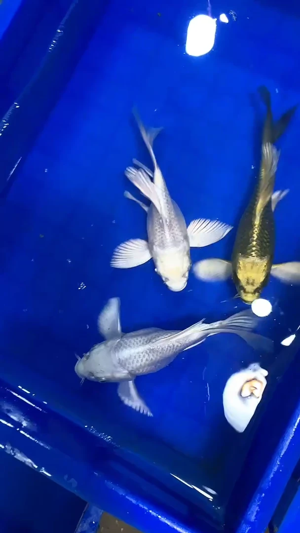 蝴蝶鲤蝴蝶鲤直播选鱼专用链接