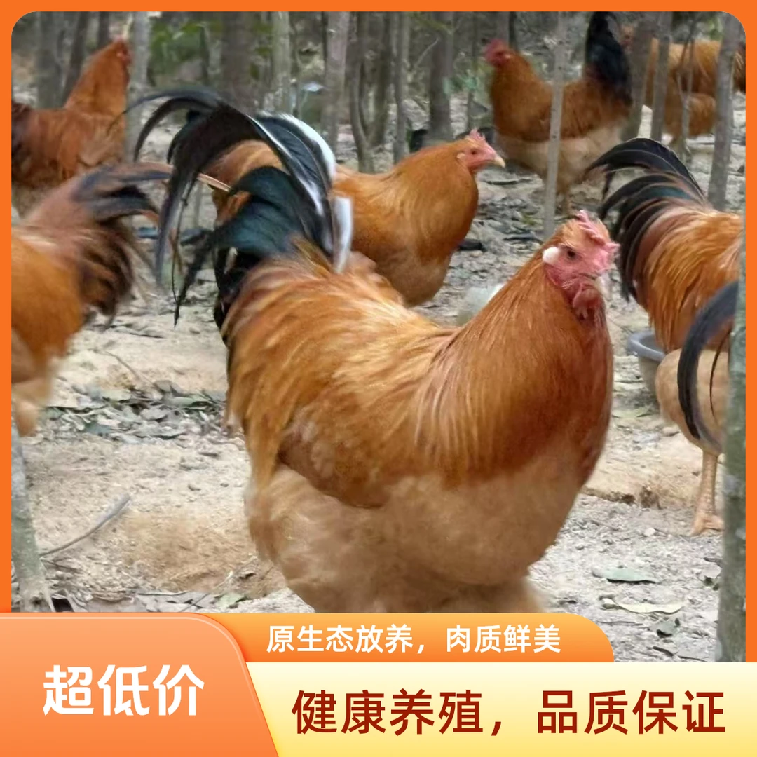 奇楠沉香鸡 纯生态散养放养鸡  农村土鸡 农村土鸡 宠物鸡