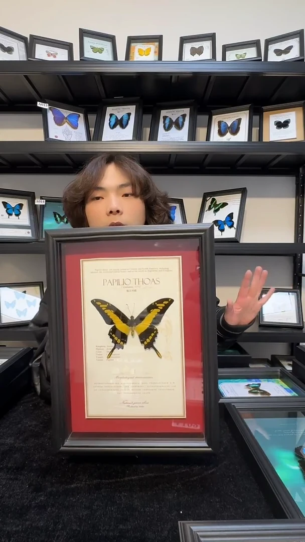 玻璃真实蝴蝶标本