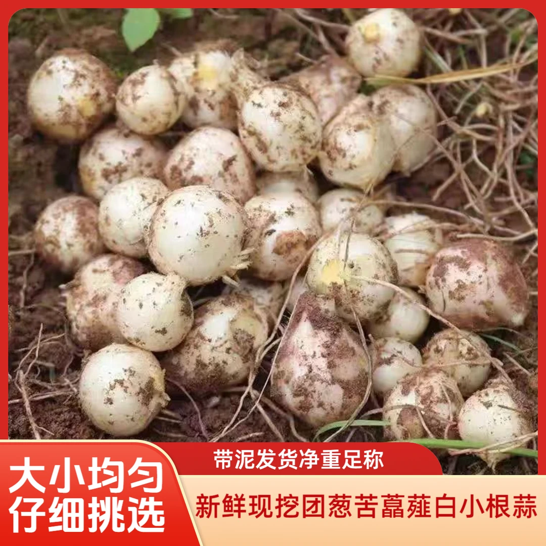 新鲜上市四川山葱苦藠团葱小蒜小根蒜带泥发货及时半斤包邮