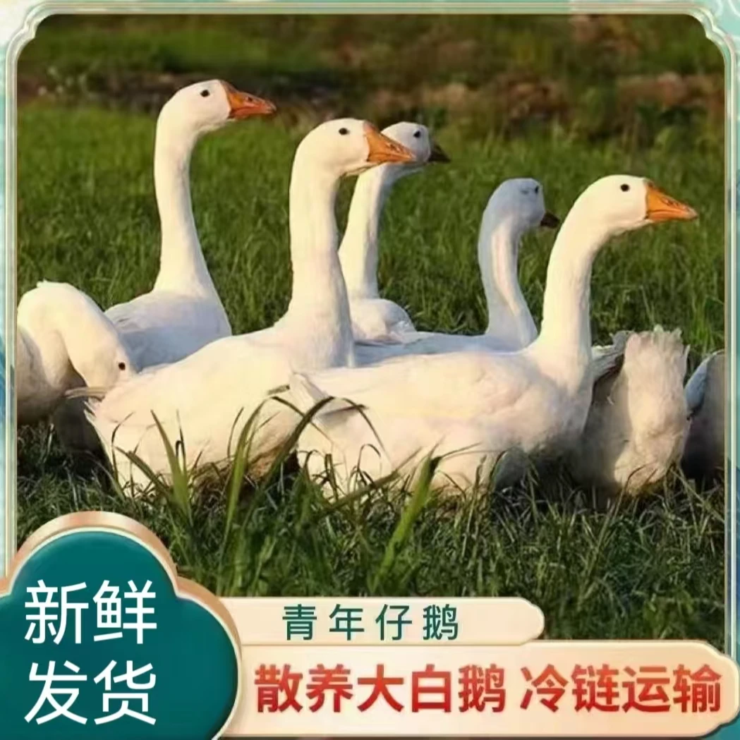 【兵哥B】农家散养大白鹅 仔鹅 单只净重4.5斤 带心肝发货