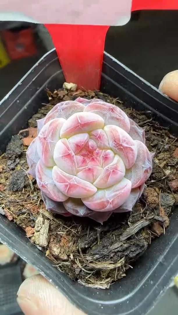 【闪购商品】一物一拍0216—422