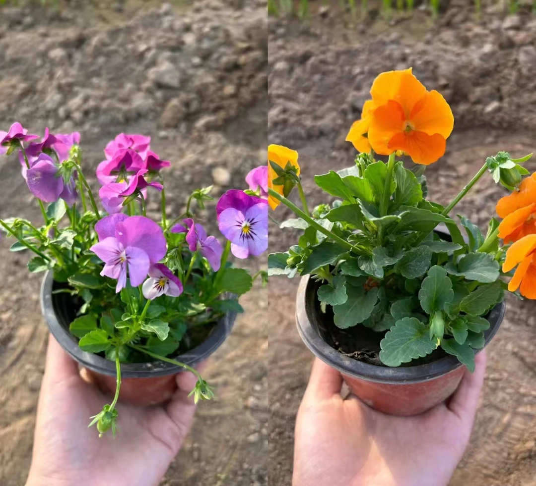 角堇鲜花（耐寒 好养活 花期长 ）