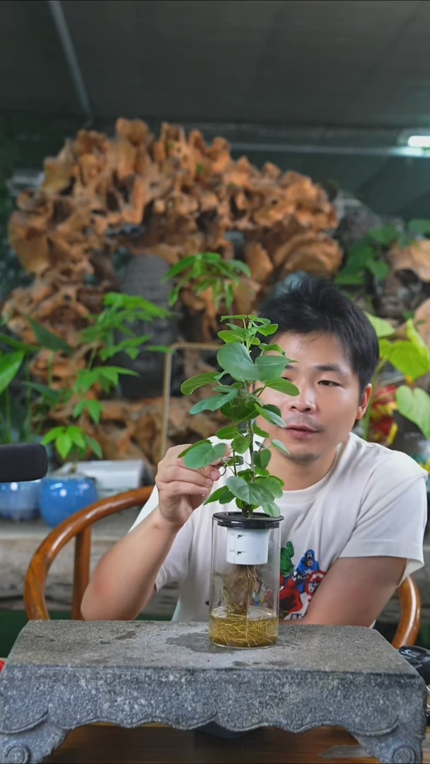 完全开放滨朴173T