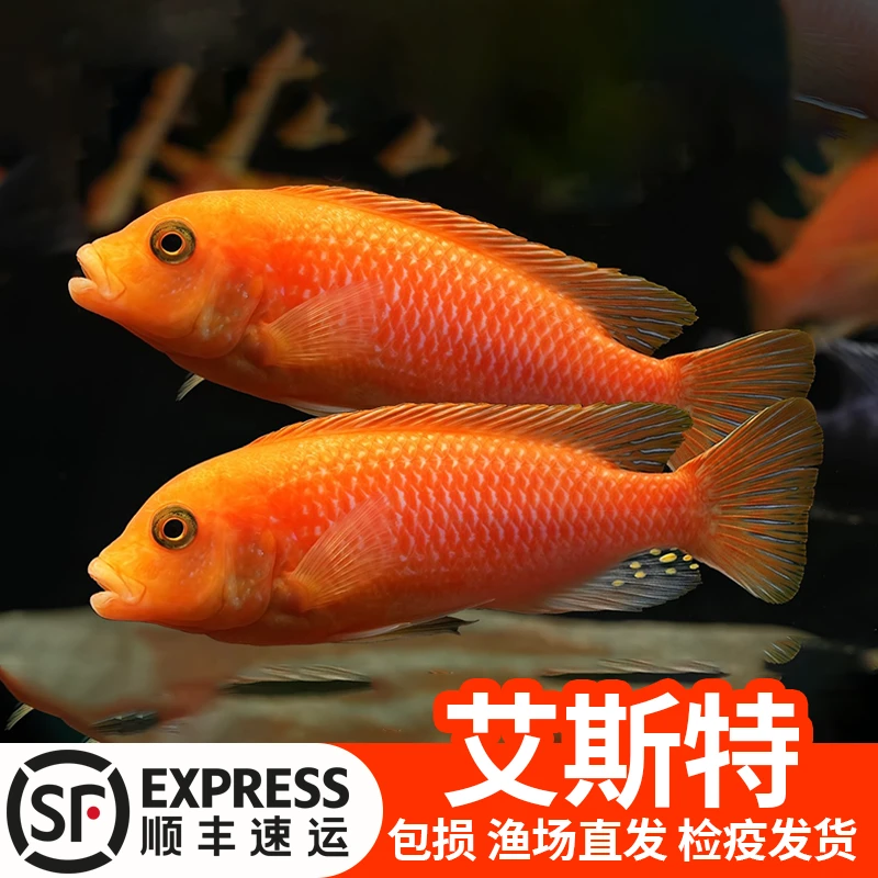 【清缸福利】艾斯特斑马三湖慈鲷热带淡水观赏鱼好养耐活自来水混养