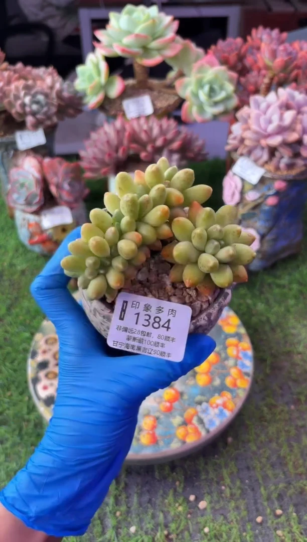 昆明印象多肉1384