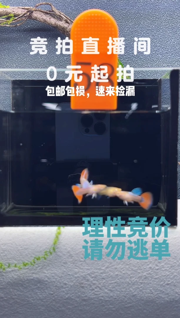 孔雀鱼火烧云鸥翼三公一母编号58