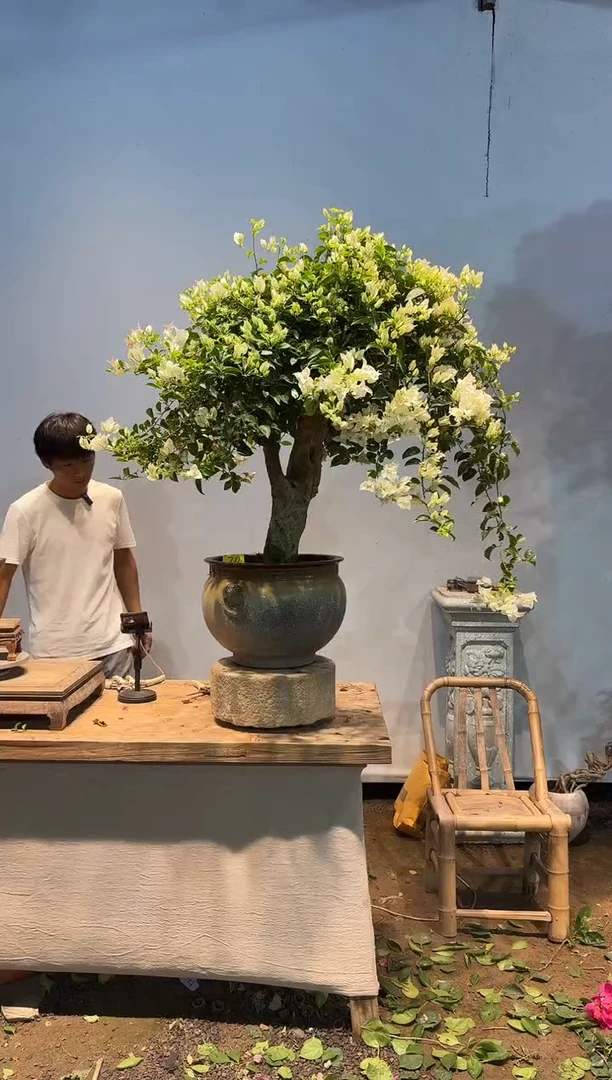 全部花朵远*客三角梅20