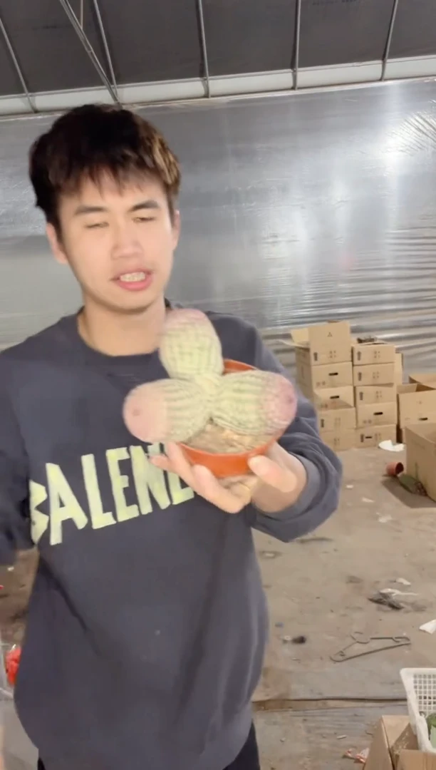 【闪购商品】三头 红太阳【带根】