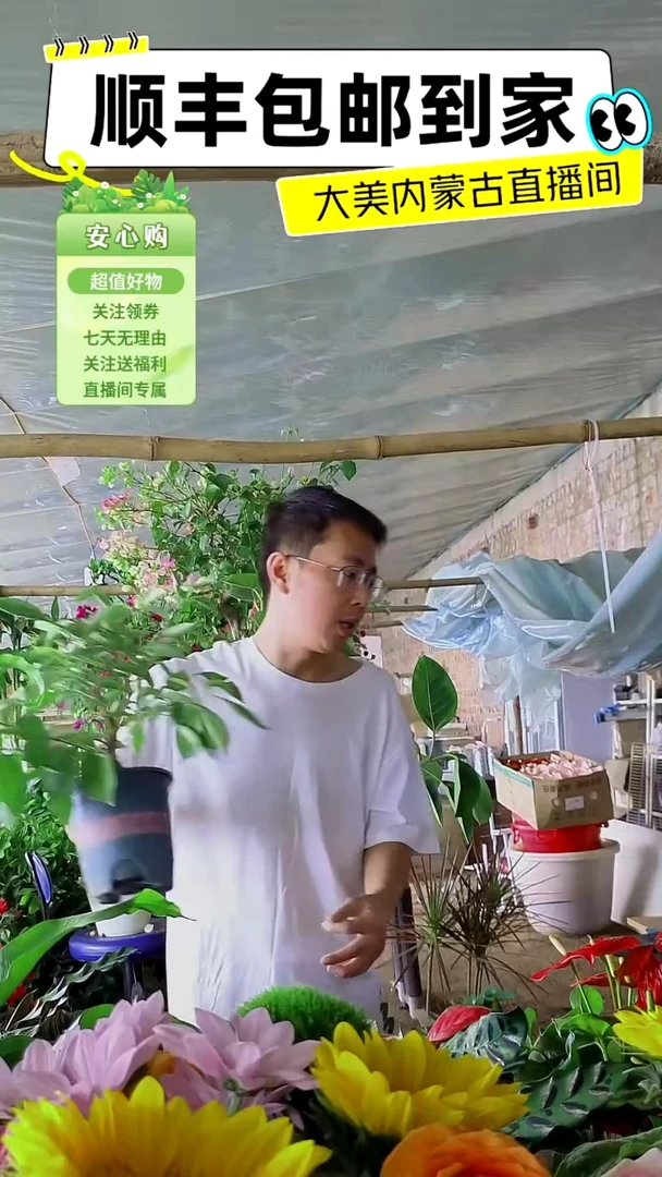 完全开放卡亚塔三角梅