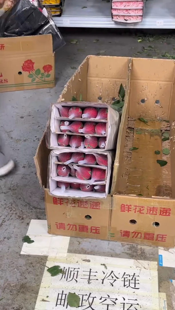 卡罗拉  5扎