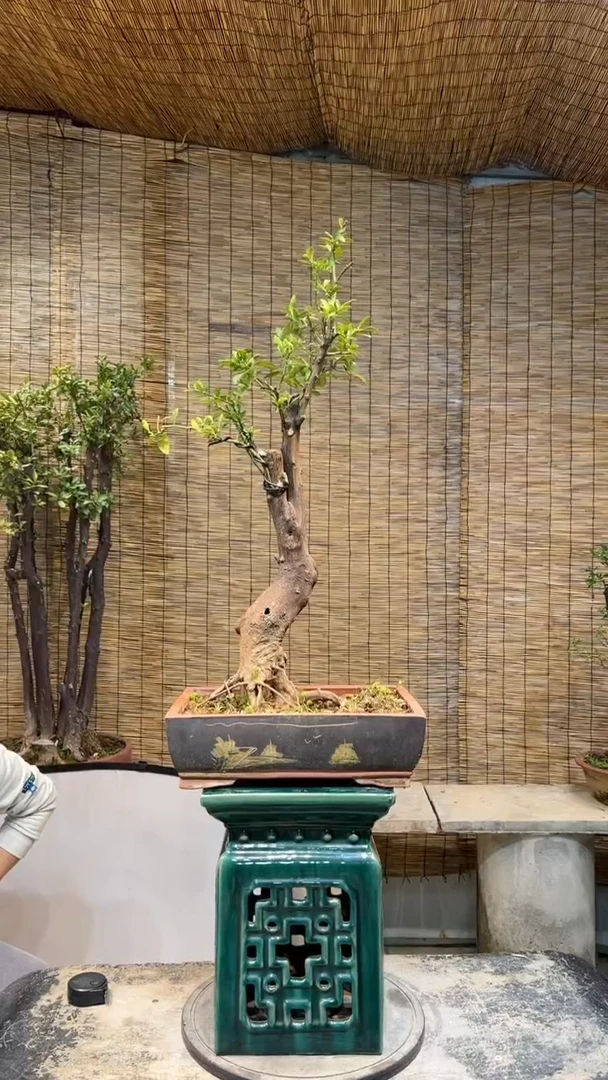 【闪购商品】盆景盆景