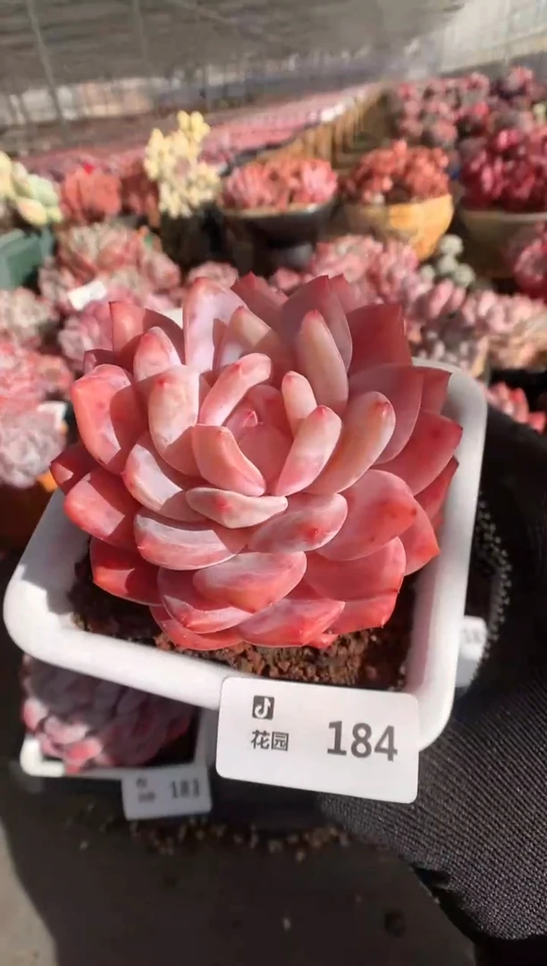 184雪天使多肉植物一物一拍
