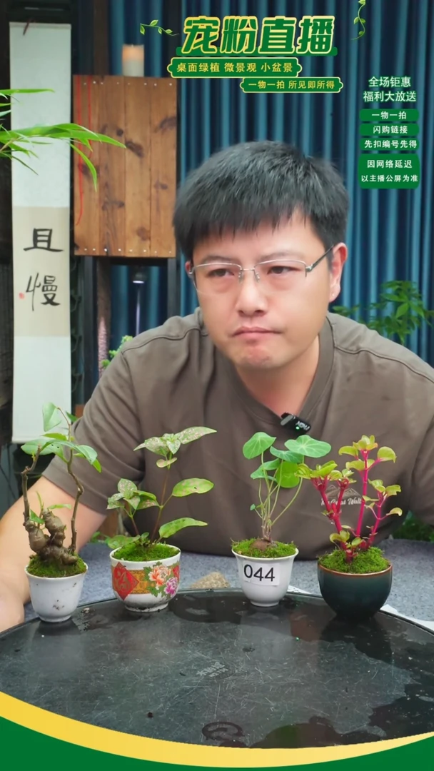 无花朵琉*苔藓微景观044号