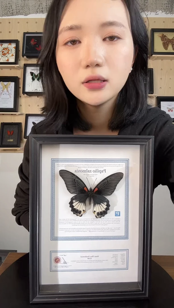 美凤蝶（蝴蝶装饰画A4框）