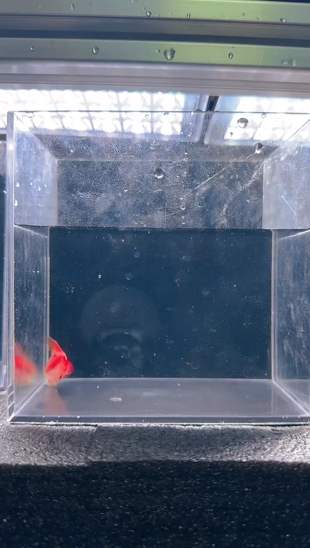 灯科鱼用****4超级红魔鬼