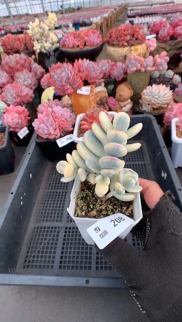 208乒乓福娘锦一物一拍