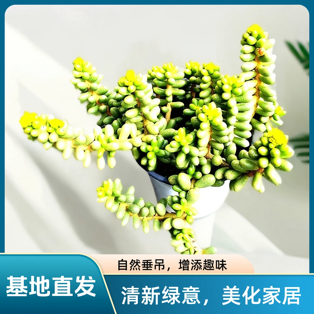 挚爱 绿龟卵【不带盆土】 多肉植物