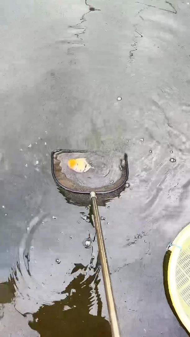 金鱼隔**王水娃娃渔场兰寿观赏鱼 不包邮