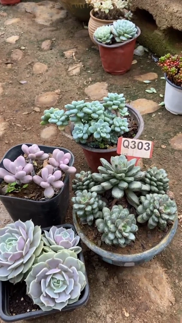 Q303多肉组合默认脱土发货