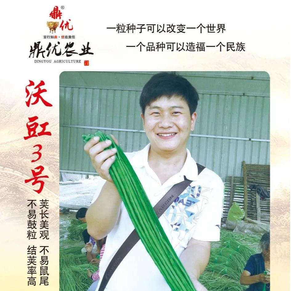 鼎优沃豇3号 经典抗病耐热肉厚耐储运豇豆豆角品种