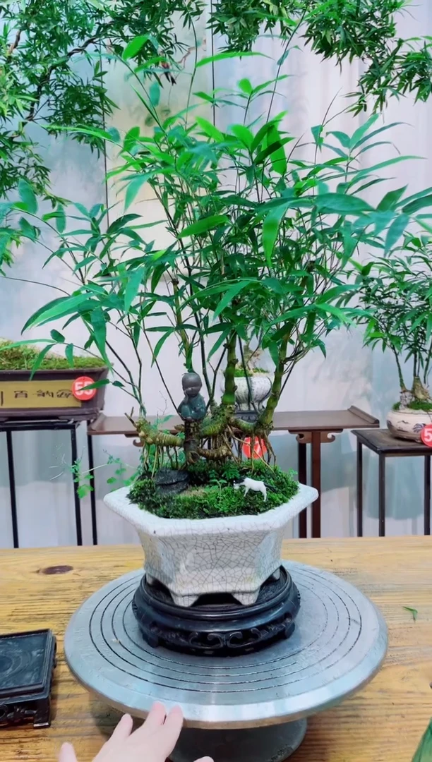 无花朵竹子盆景盆栽