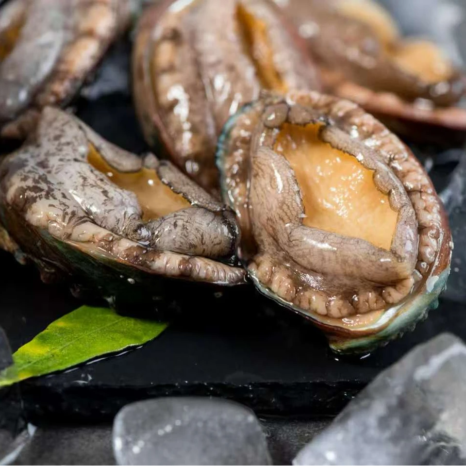 青岛本地底播散养10头鲜活鲍鱼包活保鲜到家