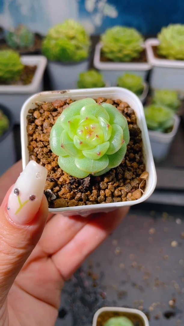 260Y-11量拍发一颗