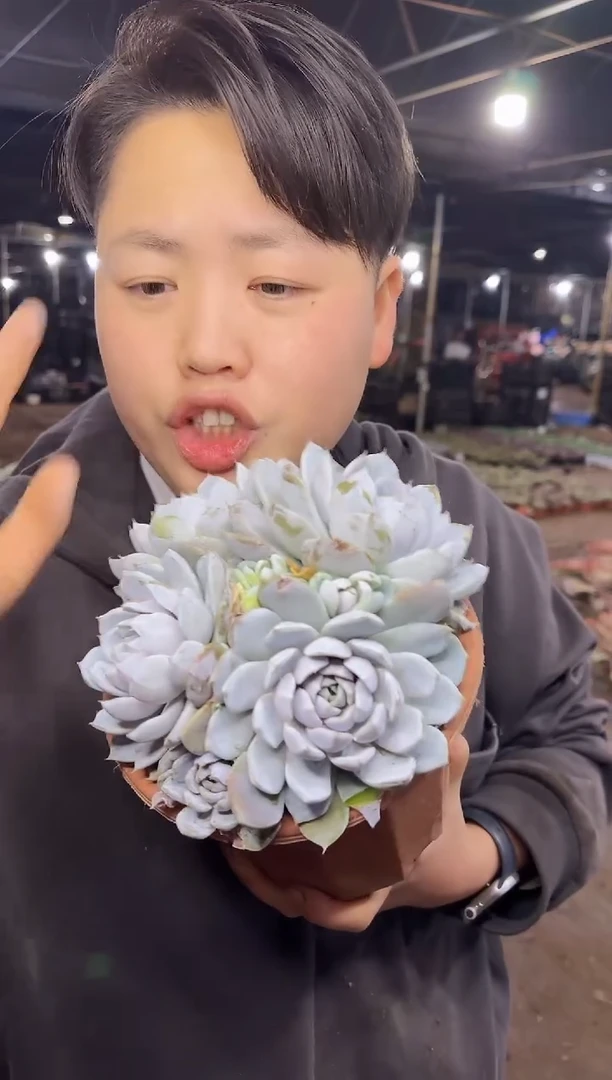 多头雪兔群 7.77