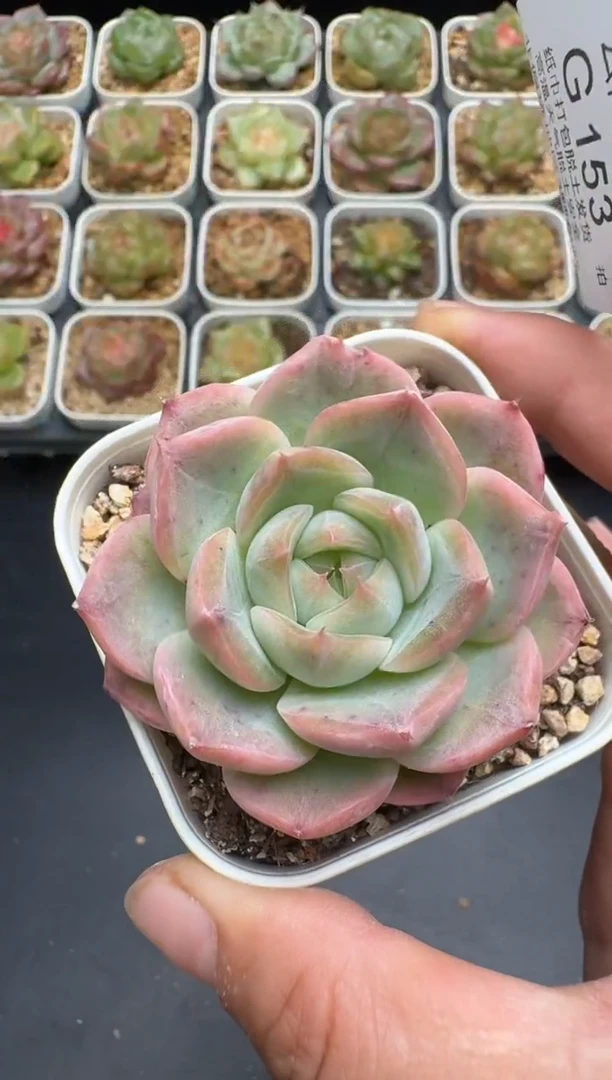 153G云禹多肉植物 脱土纸巾打包 3颗包邮