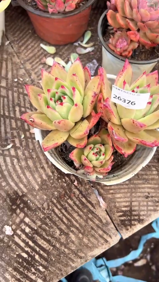 加****2多肉植物一物一拍26376