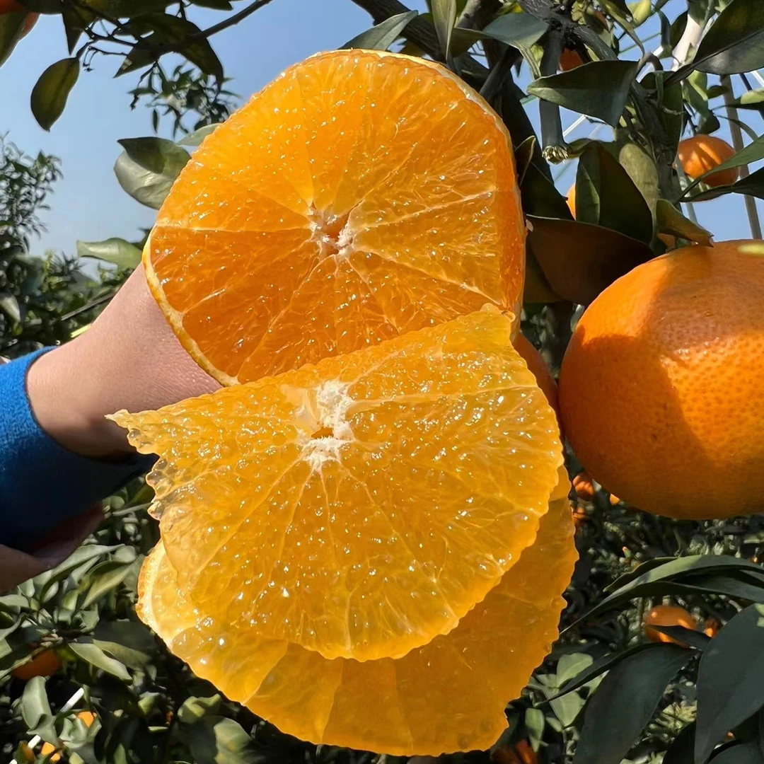 晓琳【次日达】四川爱媛38号果冻橙5斤装橘子新鲜采摘包邮四川省