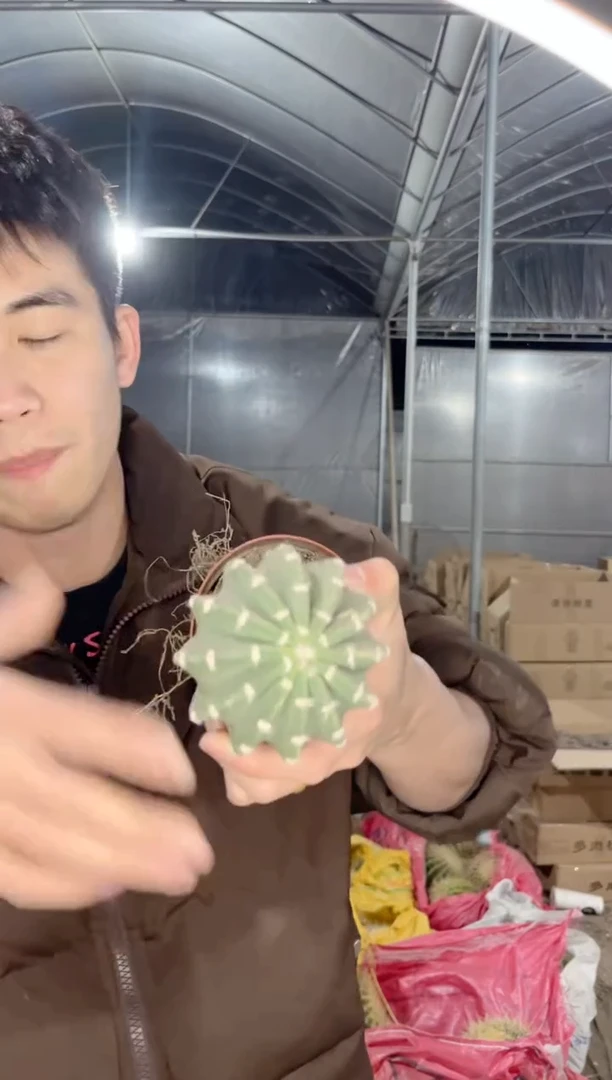 【闪购商品】3颗 实生根 短毛丸 6-8cm