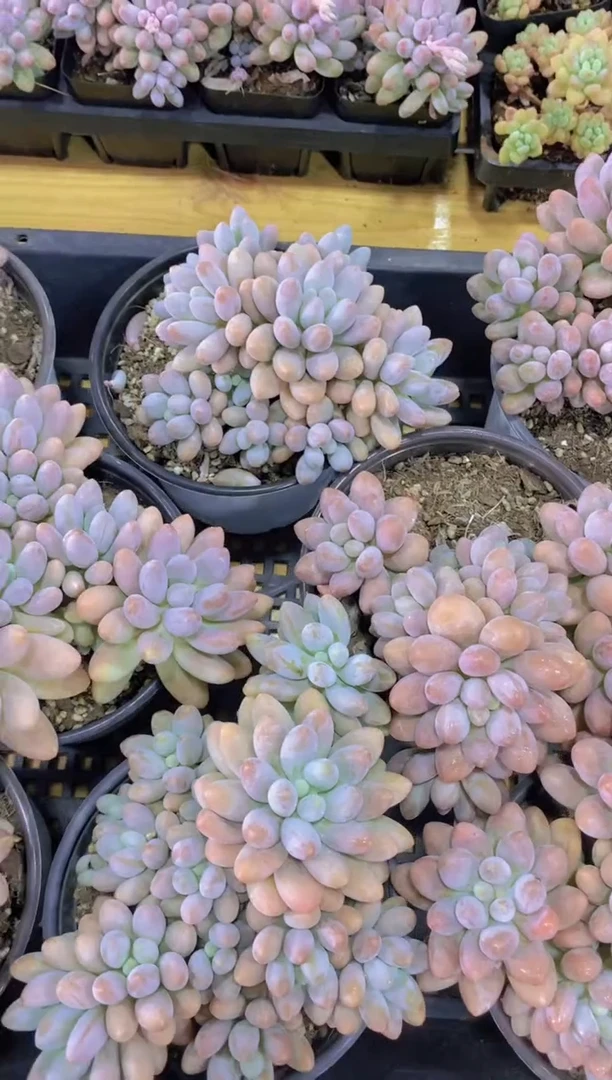 37-大群捧花汤圆脱土发（量拍）