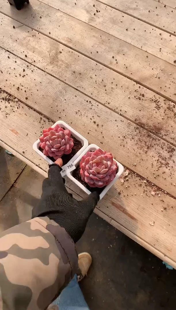 786韩橙2棵多肉植物一物一拍